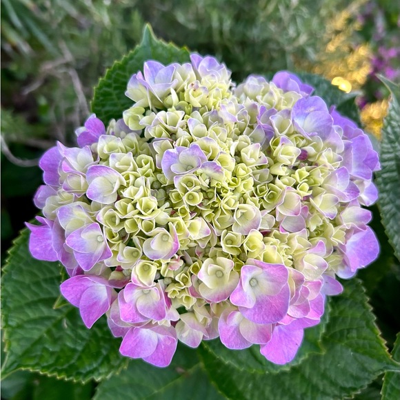 Meet your Posher, Kim - Picture 1 of 1